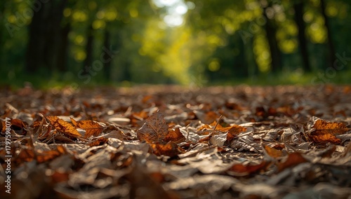 Dry leaves scattered across the ground during summer, seasonal change