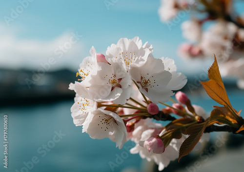 Cherry Blossom in Hokkaido