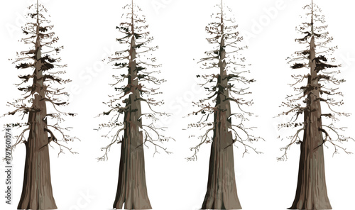 Tall tree illustration set, stylized botanical vector, sparse branches and textured trunks, nature clipart, forest design elements, isolated on white