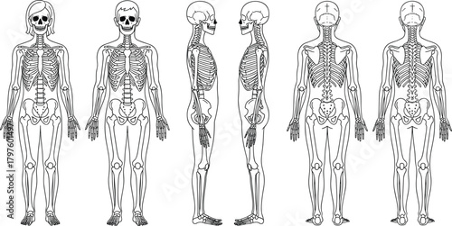 Human skeleton illustration with male and female anatomical views, detailed medical bone structure diagram, educational anatomy reference chart, scientific skeletal artwork