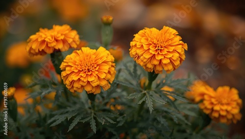 Yellow and orange marigold ...