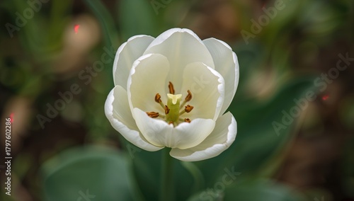 Beautiful white tulip bloss...