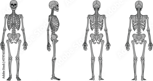Detailed human skeleton illustration showing multiple anatomical views, medical bone structure diagram, educational anatomy reference chart, scientific skeletal system artwork