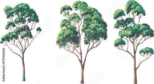 Tree illustration set, stylized botanical vector, varied canopy shapes and foliage density, nature clipart, landscape design elements, isolated on white