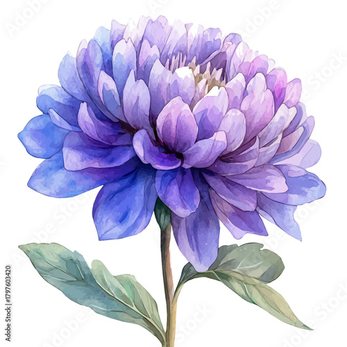 Gomphrena Flower, watercolor clipart vector, isolated on a white background.