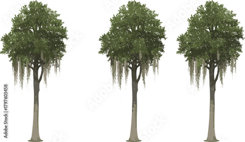 Tree illustration set, stylized botanical vector, Spanish moss hanging from branches, nature clipart, forest design elements, isolated on white