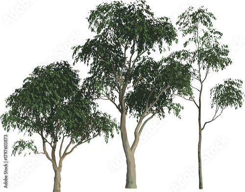Tree illustration set, stylized botanical vector, varied growth stages and canopy shapes, nature clipart, landscape design elements, isolated on white
