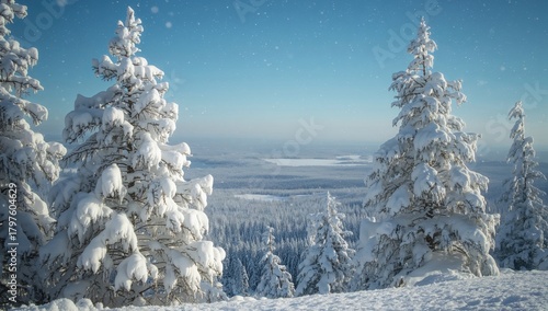 Snow-covered pine trees in ...