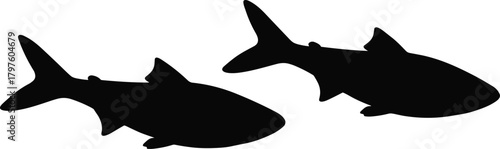 Two black shark silhouettes swimming in opposite directions on white vector