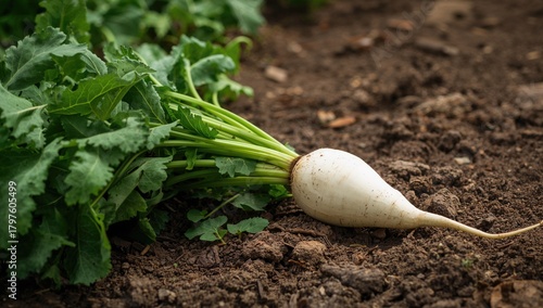 White radishes harvested fr...