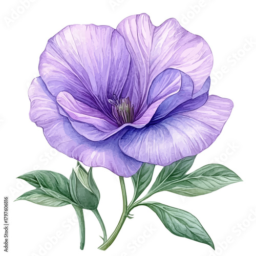 watercolor vector of Garden Pea Flower, isolated on a white background.