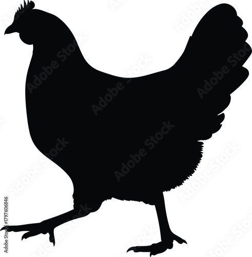 Black silhouette of a hen walking against a white background chicken bird