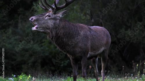 Adult male deer in the rutting season. Roaring of the male deer.