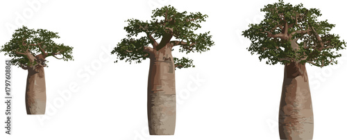 Baobab tree illustration set, stylized botanical vector, thick trunk and green canopy, nature clipart, ecological design elements, isolated on white