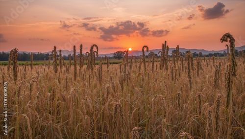 Sorghum plantation during s...