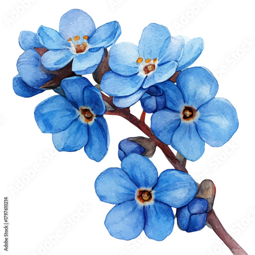Forget-Me-Not Flower, watercolor clipart vector, isolated on a white background.