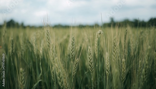 Close-up of a lush wheat fi...