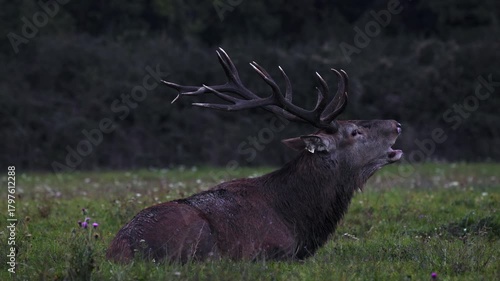 Adult male deer in the rutting season. Roaring of the male deer.