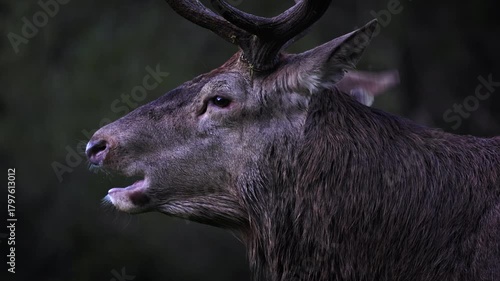 Adult male deer in the rutting season. Roaring of the male deer.