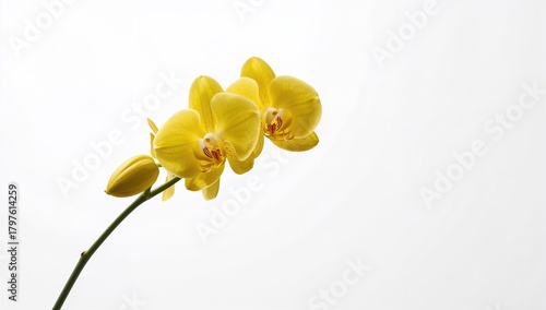 Yellow orchid flower on a w...