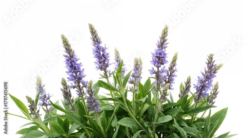 Salvia farinacea flowers in...
