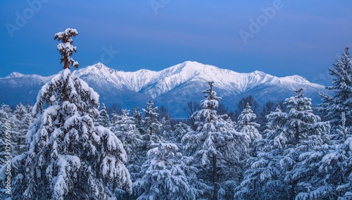 Snow-covered pine trees at ...