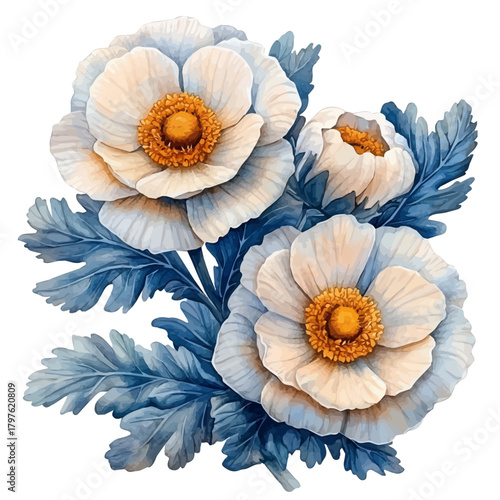 Dusty Miller Flower, watercolor drawing vector, isolated on a white background.