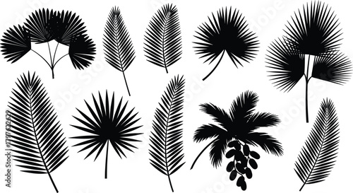 PrintTropical palm leaf and tree silhouette collection featuring detailed botanical fronds, exotic foliage elements, nature design resources, and decorative vector artwork