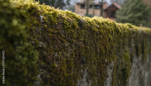 Moss-covered Cement Wall of...