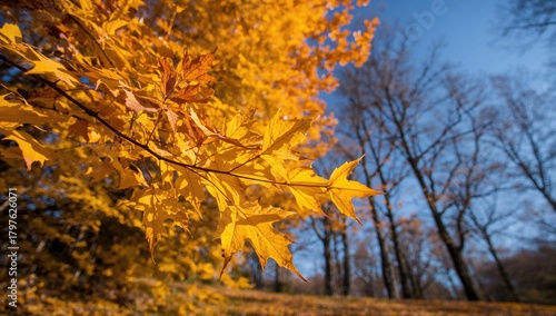 Autumn Leaves in Yellow Hue...