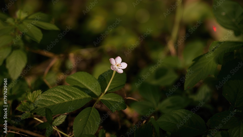 Obraz premium Primrose flower growing in the woods, seasonal change