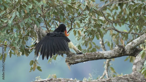 rhinoceros hornbill (buceros rhinoceros) on branch. bird watching in natural habitats in the forest.