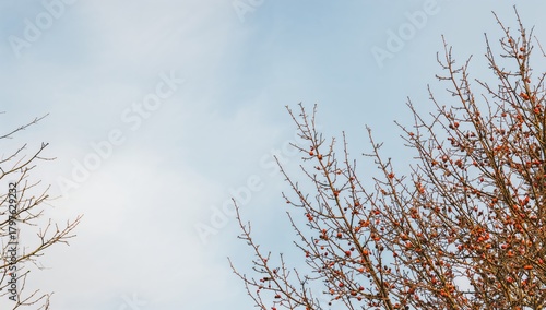 Rowan branches adorned with...