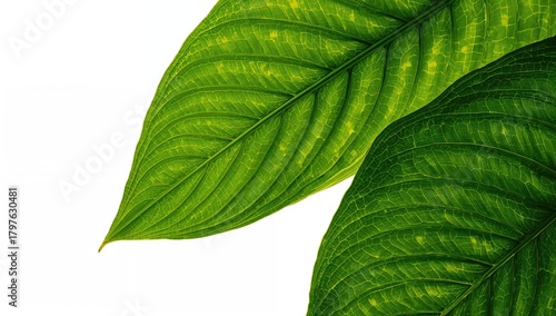 Tropical Turmeric leaves on...