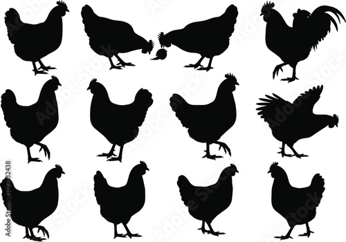Black chicken silhouette collection of hens and roosters in various poses, farm bird vector illustration set for design and decoration