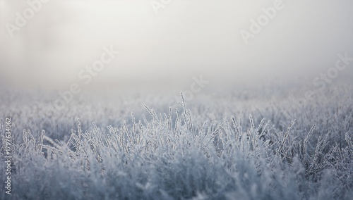 Selective focus on white fr...