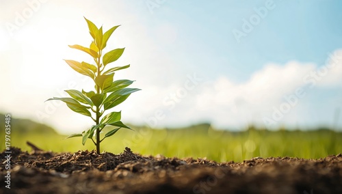 The concept of plant growth...