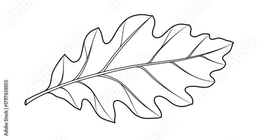 A clean, black and white line drawing of a single oak leaf, showcasing its characteristic deeply lobed shape and prominent venation.