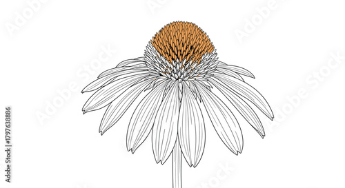 Elegant outline illustration of a blooming coneflower, highlighting its textured orange center and graceful white petals.