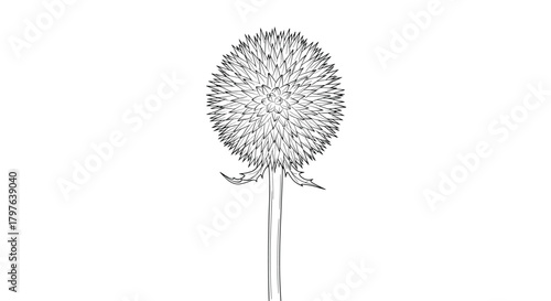 A detailed black and white line art drawing of a spiky, spherical flower head on a stem, resembling a globe thistle, isolated on a white background.