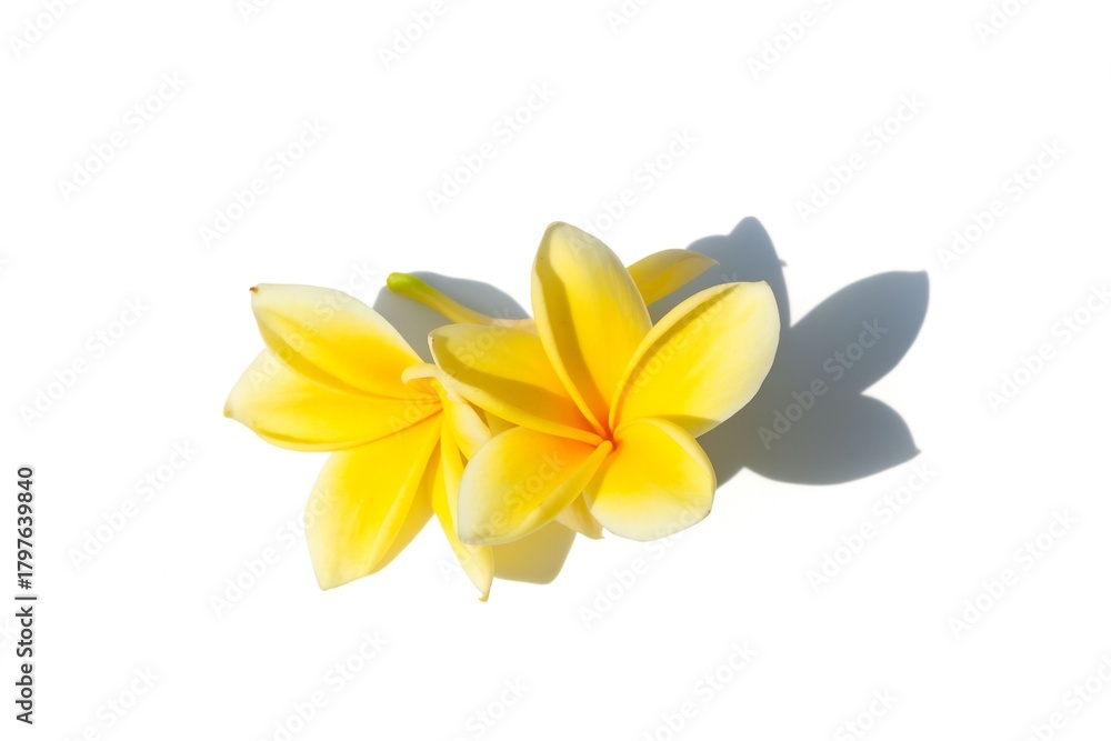 Fototapeta premium Two Yellow Frangipani Flowers Isolated on White Background with Shadow