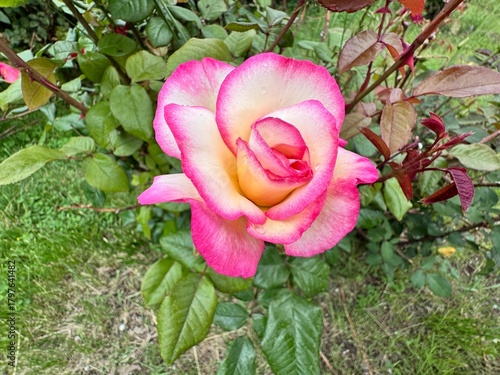 Fotografía A vibrant bloom of Rosa ‘Handel’ with creamy white petals edged in bright pink
