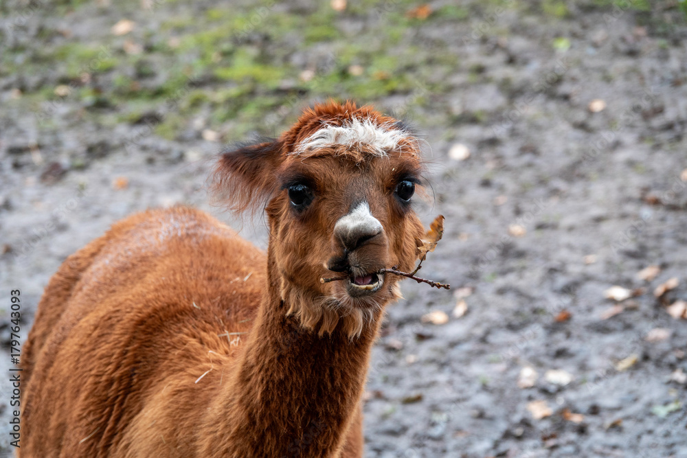 Obraz premium Adorable Brown Alpaca With Leaf In Mouth Standing Outdoors On Muddy Farm Path