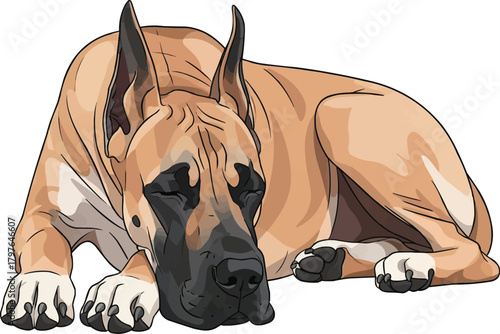 Great Dane dog lying down relaxed resting vector illustration