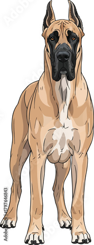 Great Dane dog standing facing front vector illustration