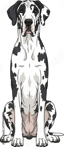 Great Dane dog sitting facing front cute vector illustration