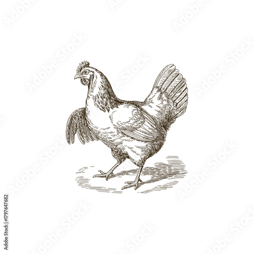Vintage engraving woodcut hen vector illustration art design
