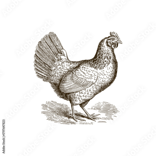 Vintage engraving woodcut hen vector illustration art design