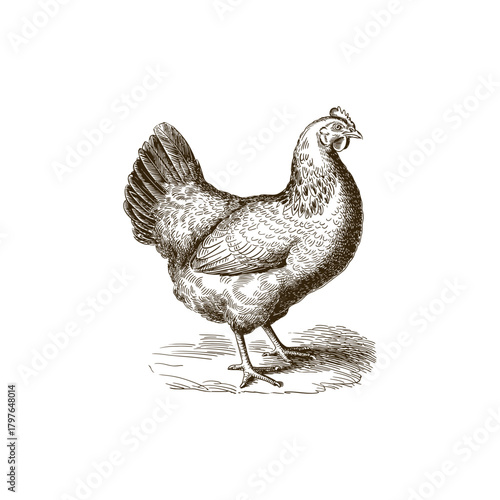 Vintage engraving woodcut hen vector illustration art design