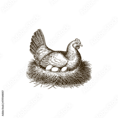 Vintage engraving woodcut hen vector illustration art design